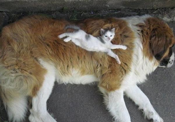hund_katt_11